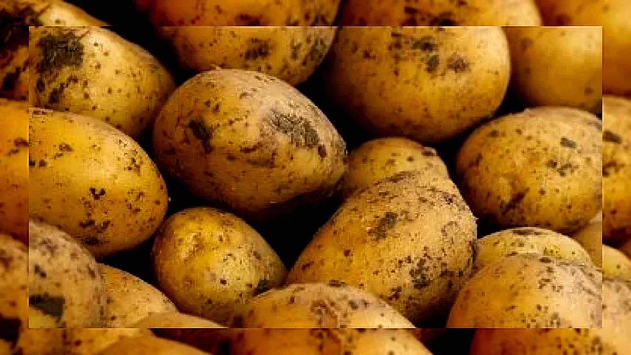 صادرات البطاطس الطازجة المصرية