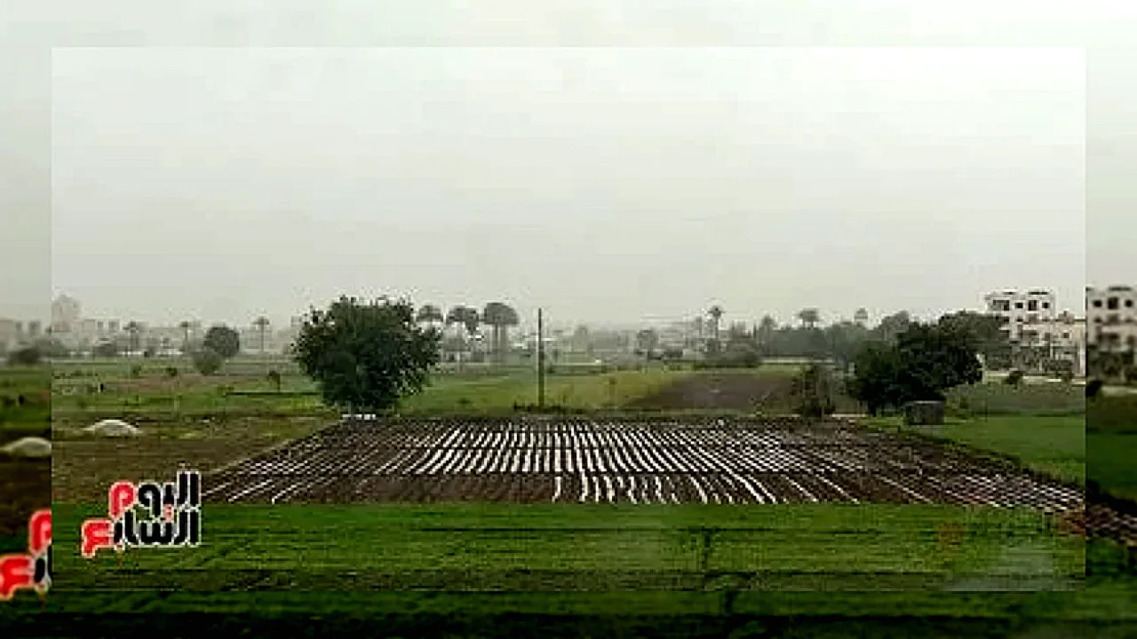 المحاصيل المصرية من مركز معلومات المناخ بوزارة الزراعة