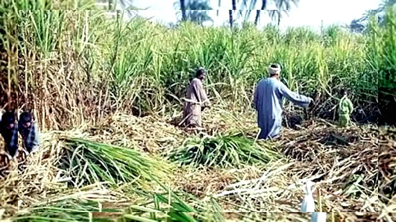 لإنتاج الإيثانول الحيوي مصنع إنتاج الإيثانول الحيوي من