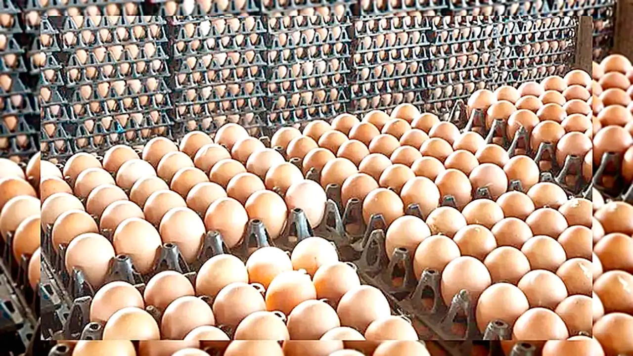 مستشار وزير التموين دكتور نادر نور الدين يتحدث عن انخفاض