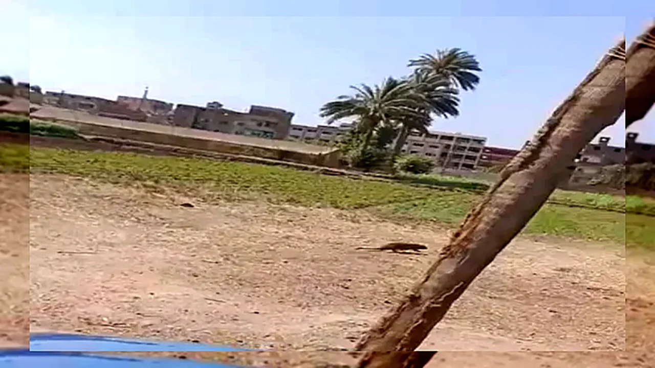 مكافحة القوارض والثعابين النمس المصري في الفيوم ودوره في