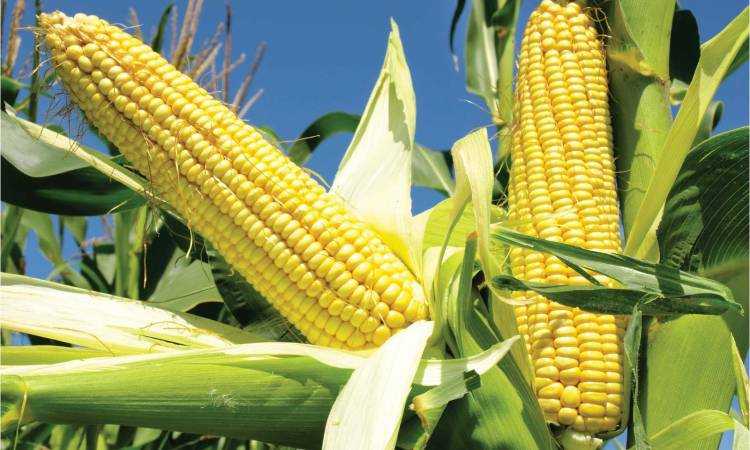 تنفيذ الزراعة التعاقدية للذرة بسعر عالمي أو بحد أدنى 6000 جنيه وقت البيع