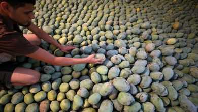 حصاد المانجو