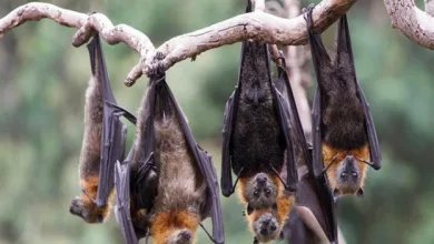 حذر خبريين في مجال الوقاية والمناعة أن الوباء القادم سيأتي من غابات البرازيل وتحديدا من كهوف الخفافيش الذي يمكن أن يتحول إلى وباء عالمي