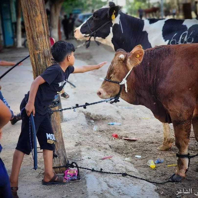 تراجع كبير في سنة الأضاحى